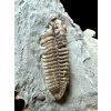 Trilobit Flexicalymene retrosa – Ohio, USA