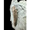 Trilobit Flexicalymene retrosa – Ohio, USA