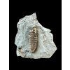 Trilobit Flexicalymene retrosa – Ohio, USA