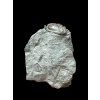 Trilobite Flexicalymene retrosa – Ohio, USA