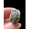 Trilobit Flexicalymene retrosa – Ohio, USA