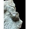 Trilobit Flexicalymene retrosa – Ohio, USA