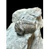 Trilobit Flexicalymene retrosa – Ohio, USA