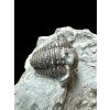 Trilobite Flexicalymene retrosa – Ohio, USA