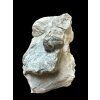 Trilobit Flexicalymene retrosa – Ohio, USA