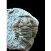 Trilobite Flexicalymene retrosa – Ohio, USA