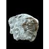 Trilobite Flexicalymene retrosa – Ohio, USA