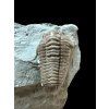 Trilobit Flexicalymene retrosa – Ohio, USA