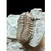 Trilobite Flexicalymene retrosa – Ohio, USA