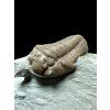 Trilobit Flexicalymene retrosa – Ohio, USA