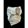 Trilobit Flexicalymene retrosa – Ohio, USA