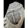 Trilobite Elrathia Kingii – Utah, USA