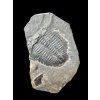 Trilobite Elrathia Kingii – Utah, USA