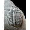 Trilobite Elrathia Kingii – Utah, USA