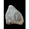 Trilobit Elrathia Kingii – Utah, USA
