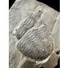 Trilobit Elrathia Kingii – Utah, USA