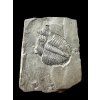 Trilobite Elrathia Kingii – Utah, USA