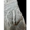 Trilobite Elrathia Kingii – Utah, USA