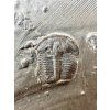 Trilobite Elrathia Kingii – Utah, USA