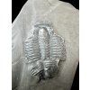 Trilobite Elrathia Kingii – Utah, USA