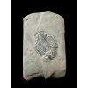 Trilobite Elrathia Kingii – Utah, USA