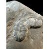 Trilobit Elrathia Kingii – Utah, USA