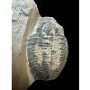 Trilobite Elrathia Kingii – Utah, USA