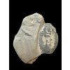 Trilobite Elrathia Kingii – Utah, USA
