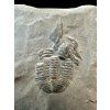 Trilobit Elrathia Kingii – Utah, USA