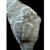 Trilobite Elrathia Kingii – Utah, USA
