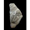 Trilobit Elrathia Kingii – Utah, USA