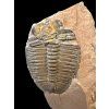 Trilobit Elrathia Kingii – Utah, USA