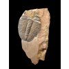 Trilobit Elrathia Kingii – Utah, USA