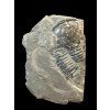 Trilobit Elrathia Kingii – Utah, USA