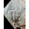 Trilobit Elrathia Kingii – Utah, USA