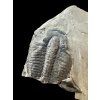Trilobit Elrathia Kingii – Utah, USA