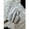 Trilobit Elrathia Kingii – Utah, USA