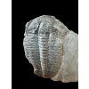 Trilobit Elrathia Kingii – Utah, USA