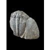 Trilobite Elrathia Kingii – Utah, USA