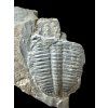 Trilobit Elrathia Kingii – Utah, USA