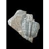 Trilobit Elrathia Kingii – Utah, USA