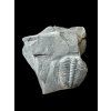 Trilobite Elrathia Kingii – Utah, USA
