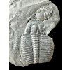 Trilobit Elrathia Kingii – Utah, USA