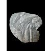 Trilobite Elrathia Kingii – Utah, USA