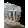 Trilobit Elrathia Kingii – Utah, USA