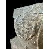 Trilobite Elrathia Kingii – Utah, USA