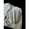 Trilobite Elrathia Kingii – Utah, USA