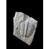 Trilobit Elrathia Kingii – Utah, USA