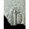 Trilobit Elrathia Kingii – Utah, USA