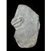 Trilobit Elrathia Kingii – Utah, USA